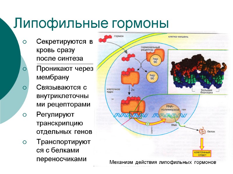 Липофильные гормоны  Секретируются в кровь сразу после синтеза Проникают через мембрану Связываются с